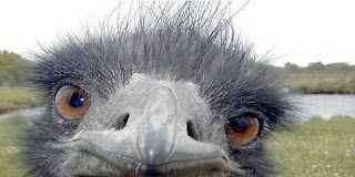 LA PUNICION DEL ABORTO EN EL PAIS DEL AVESTRUZ