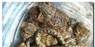 Somos un pueblo de culebras gobernadas por sapos