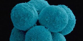 Persona y Constitución (video)