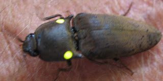 AMPLIA LEGITIMACION CONSTITUCIONAL